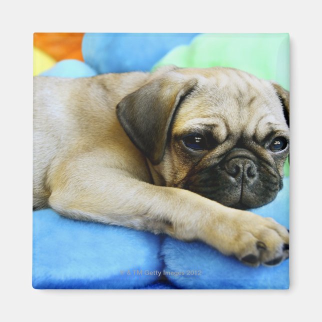 Pug på kuddar magnet (Framsidan)