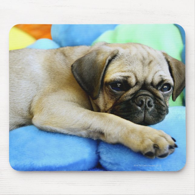 Pug på kuddar musmatta (Framsidan)