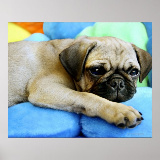 Pug på kuddar poster (Framsidan)