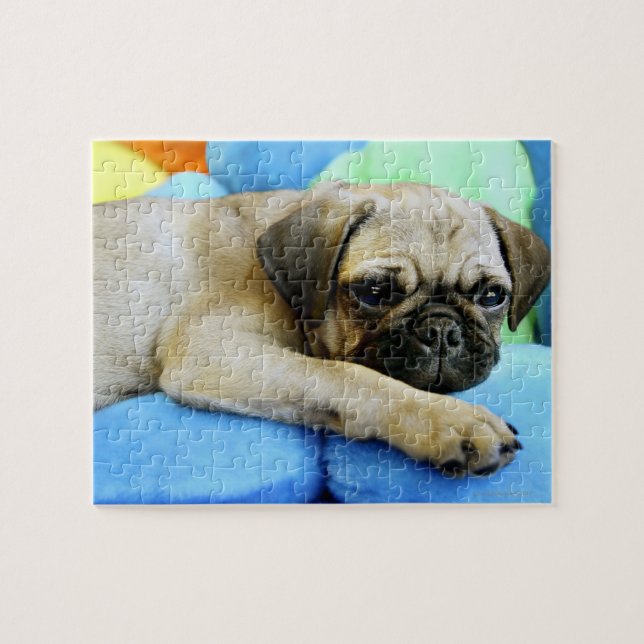 Pug på kuddar pussel (Horisontell)