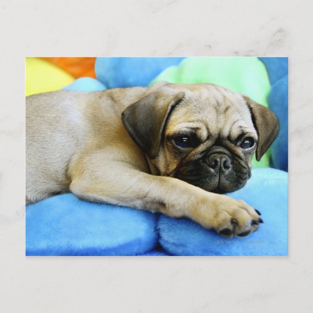 Pug på kuddar vykort (Framsida)