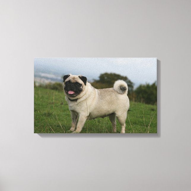 Pug Panting Canvastryck (Framsida)