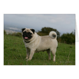 Pug Panting Hälsningskort
