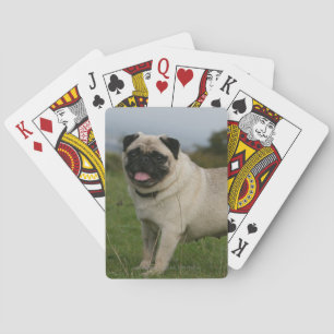 Pug Panting Kortlek