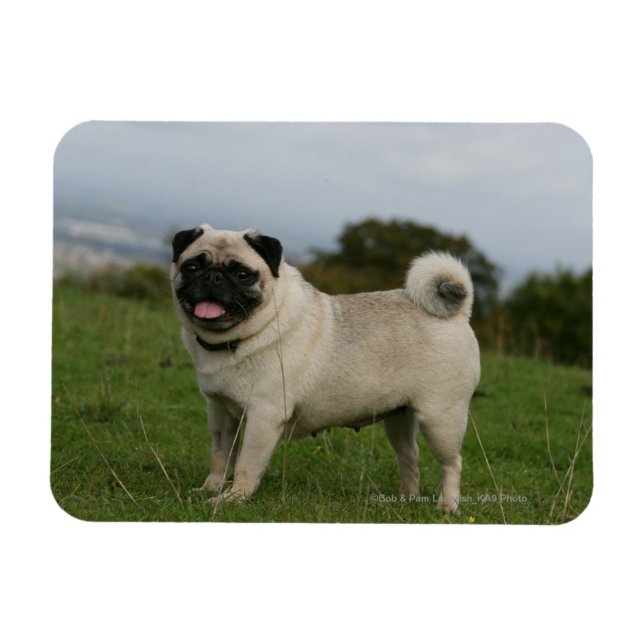 Pug Panting Magnet (Horisontell)