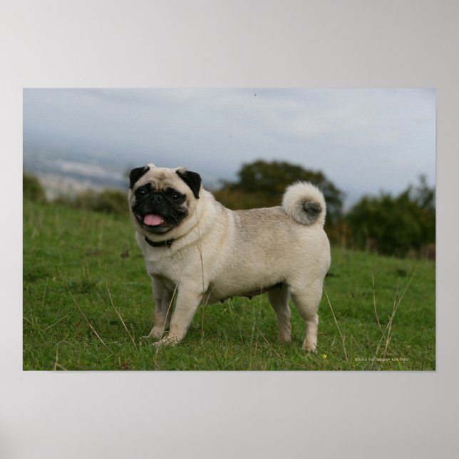 Pug Panting Poster (Framsidan)