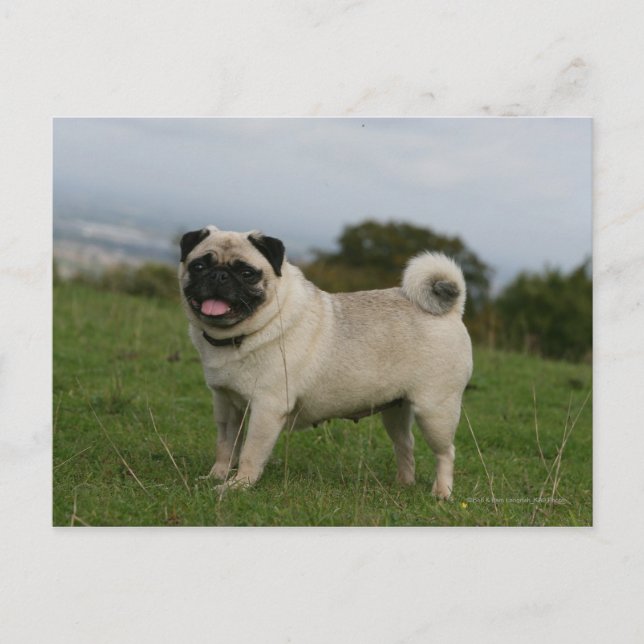 Pug Panting Vykort (Framsida)