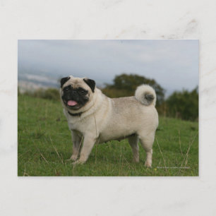 Pug Panting Vykort