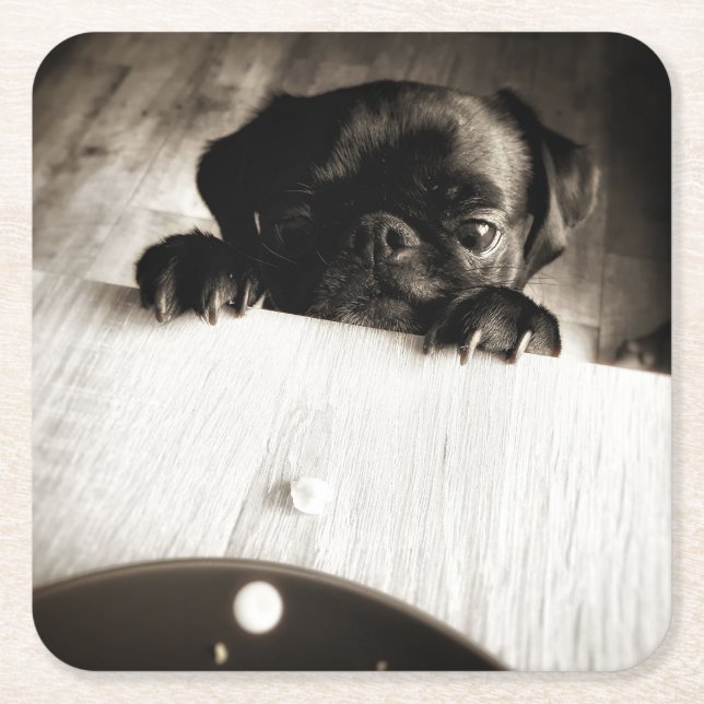 pug peeking in bw underlägg papper kvadrat (Framsidan)