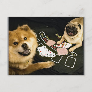 Pug Poker Vykort