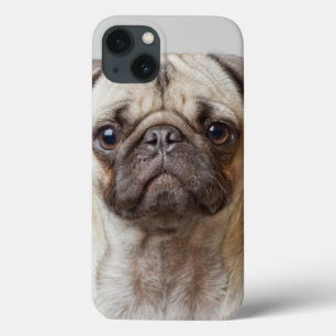 Pug Porträtt