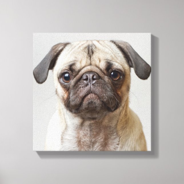 Pug Porträtt Canvastryck (Framsida)