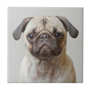 Pug Porträtt Kakelplatta