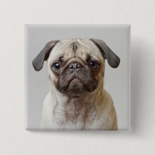 Pug Porträtt Knapp