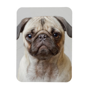 Pug Porträtt Magnet