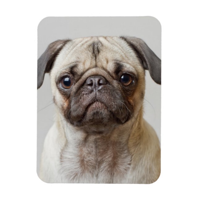 Pug Porträtt Magnet (Vertikal)