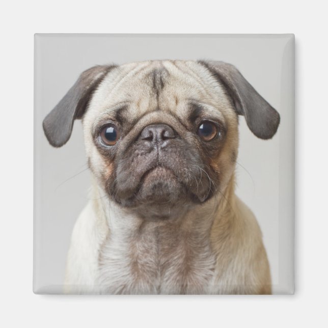 Pug Porträtt Magnet (Framsidan)