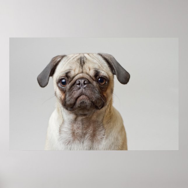 Pug Porträtt Poster (Framsidan)