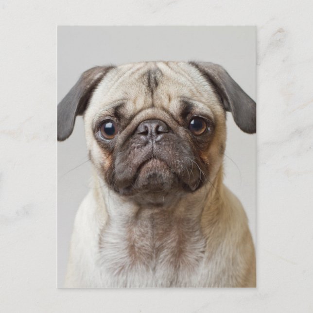 Pug Porträtt Vykort (Framsida)