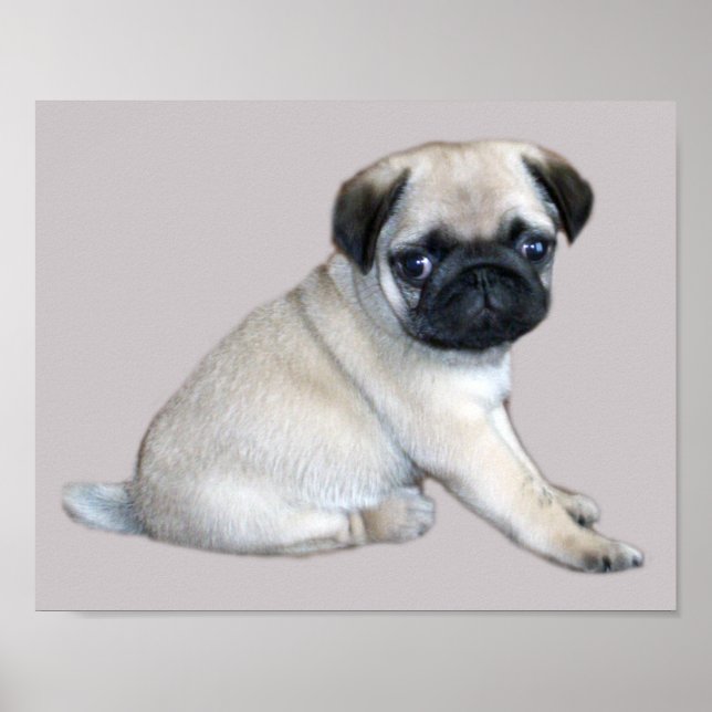 Pug Print Poster (Framsidan)