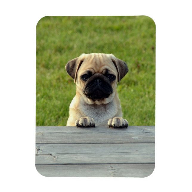 Pug Pup Photo Magnet (Vertikal)