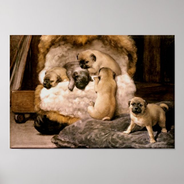 Pug Puppies Poster (Framsidan)