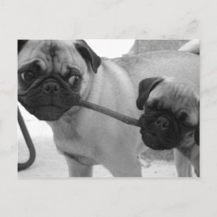 Pug Puppies som spelar Tug i Krig Vykort