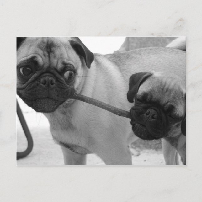 Pug Puppies som spelar Tug i Krig Vykort (Framsida)