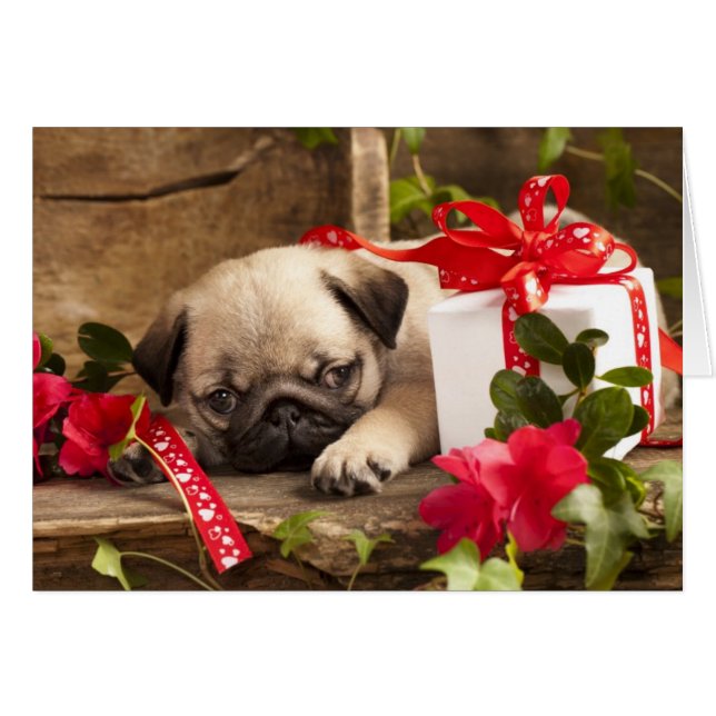 Pug Puppy and Gift Box Hälsningskort (Framsidan Horizontal)