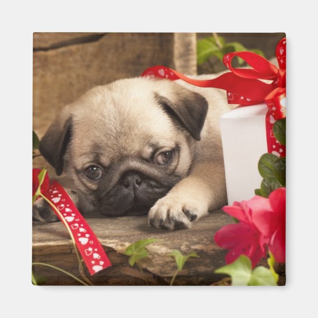Pug Puppy and Gift Box Magnet (Framsidan)