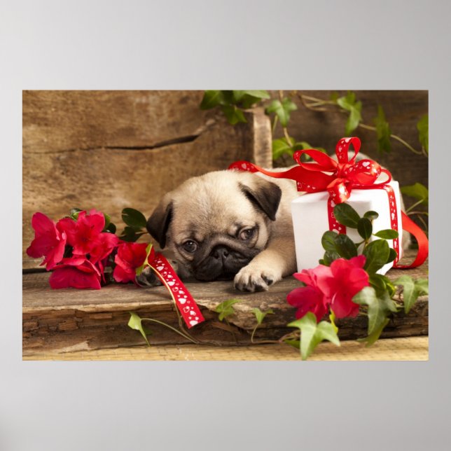 Pug Puppy and Gift Box Poster (Framsidan)