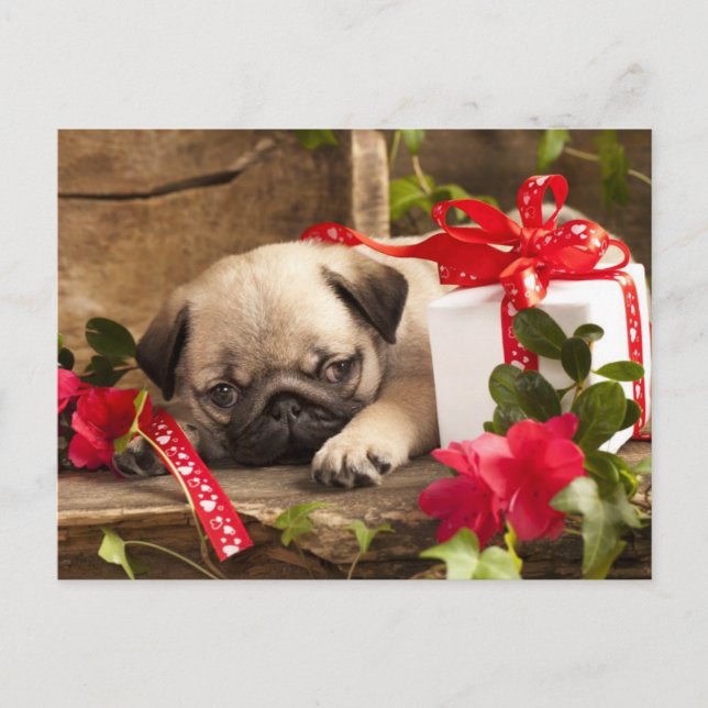 Pug Puppy and Gift Box Vykort (Framsida)