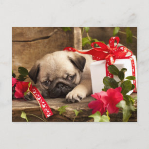 Pug Puppy and Gift Box Vykort