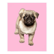 Pug Puppy Anpassningsbar Background Färg