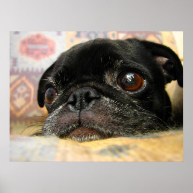 Pug Puppy Black Ansikte Poster (Framsidan)