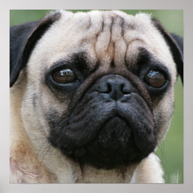 Pug Puppy Hund Poster (Framsidan)
