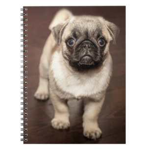 Pug Puppy på polerat trä Golv Anteckningsbok Med Spiral