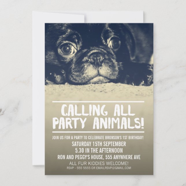 Pug Puppy Party Inbjudan [Fullt Bleed Photo] (Framsida)