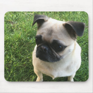 Pug Puppy Photo Musmatta