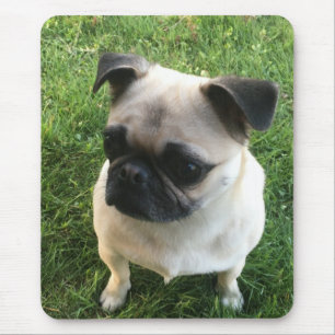 Pug Puppy Photo Musmatta