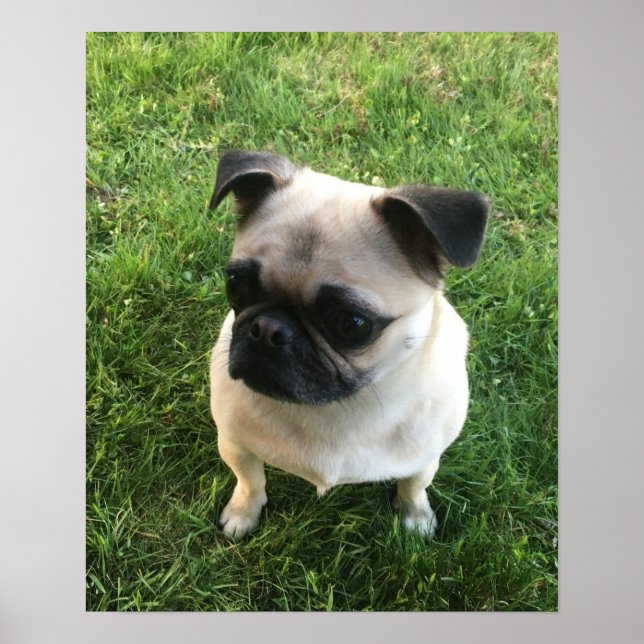 Pug Puppy Photo Poster (Framsidan)