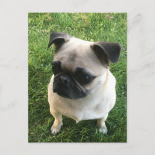 Pug Puppy Photo Vykort