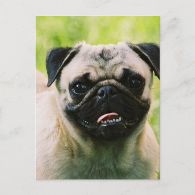 Pug Puppy-vykort Vykort (Framsida)