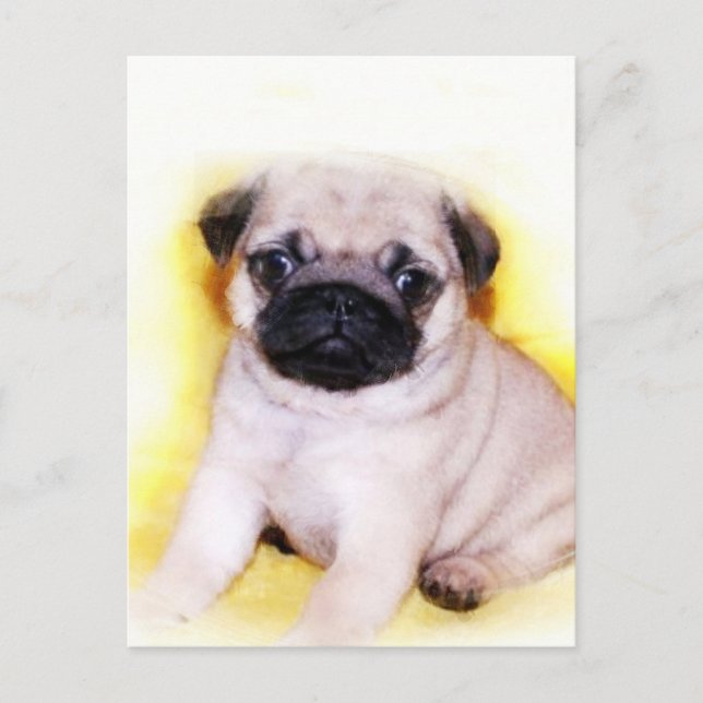 Pug Puppy-vykort Vykort (Framsida)