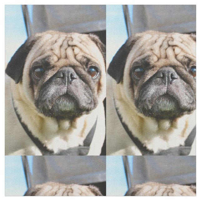 Pug q tyg (Närbild)