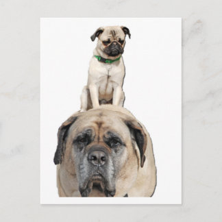 Pug Riding a Mastiff Postcards Vykort