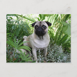 pug sitta vykort