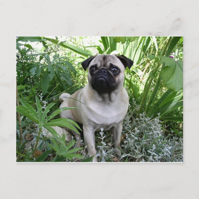 pug sitta vykort (Framsida)