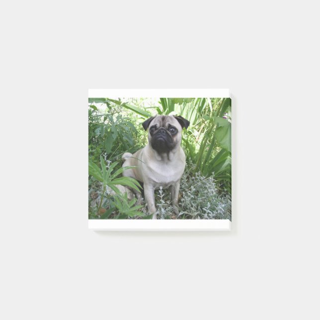 pug sittande post-it block (Framsida)