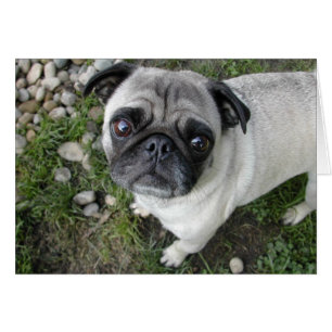 Pug Småsten Card Hälsningskort